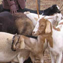 Olosh-oibor Cultural Show 2008