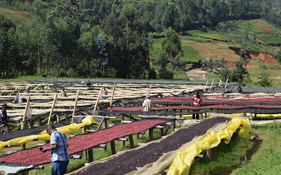 Image shows a thriving coffee farm in Burundi with staff working the land. Credit: counterculturecoffee, licensed under creative commons (CC BY-NC-ND 2.0) 