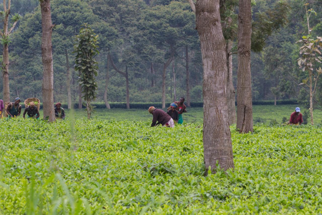 Workers tending land in Uganda, by Gregoire Dubois