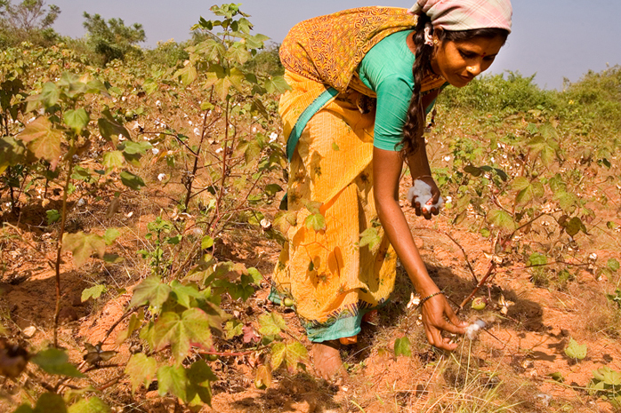 Image of cotton-picking in India