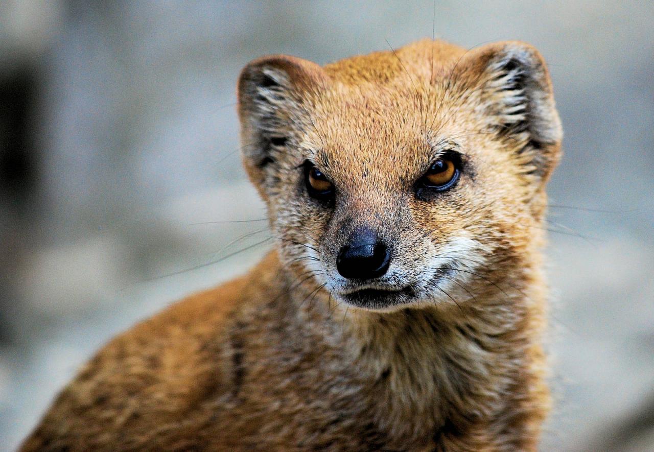 Mongoose image