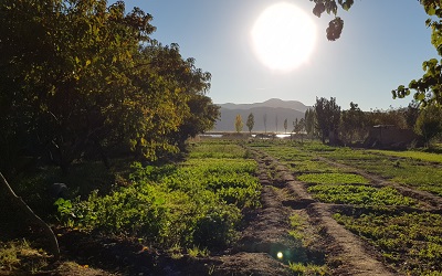 Green fields stretch out under a sunny sky with lush vegetation and crops