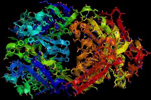 Herceptin Fab (antibody) - light and heavy chains - image