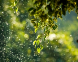 A branch of a tree in the rain