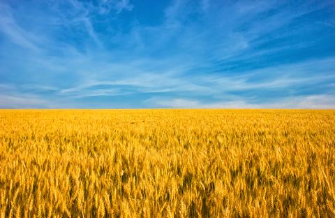 a landscape of yellow barley and a bright blue sky which looks like a Ukrainian flag