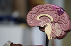 A model of a brain
