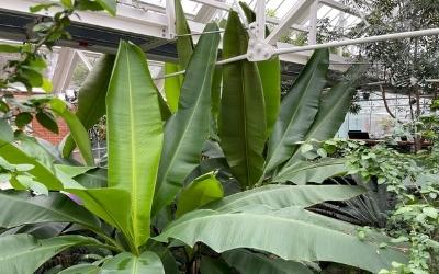 A picture of big palm plants