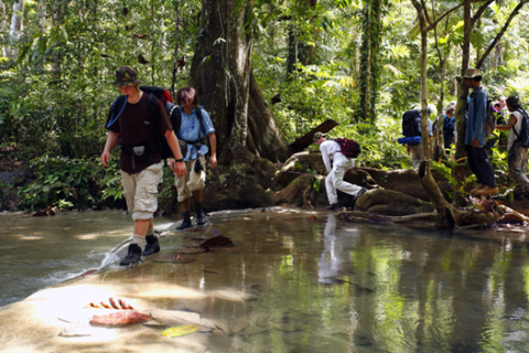 Jungle Explorers