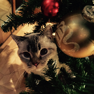 Sybil playing with tree