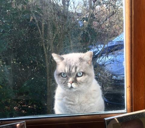 cat trying to get in house