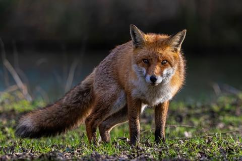 red fox in garden