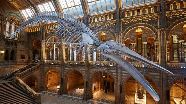 Whale skeleton