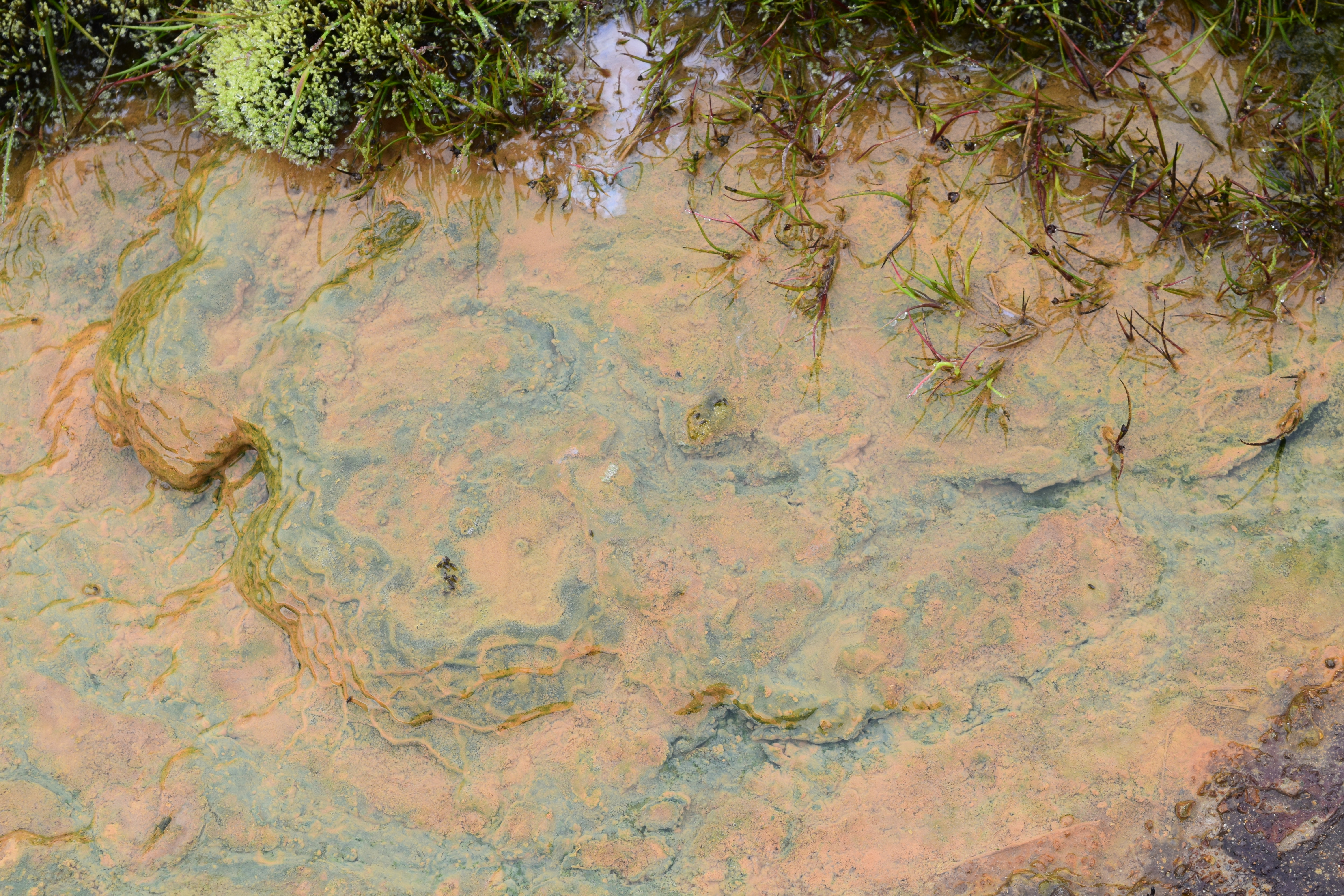 biofilms in Icelandic hot spring