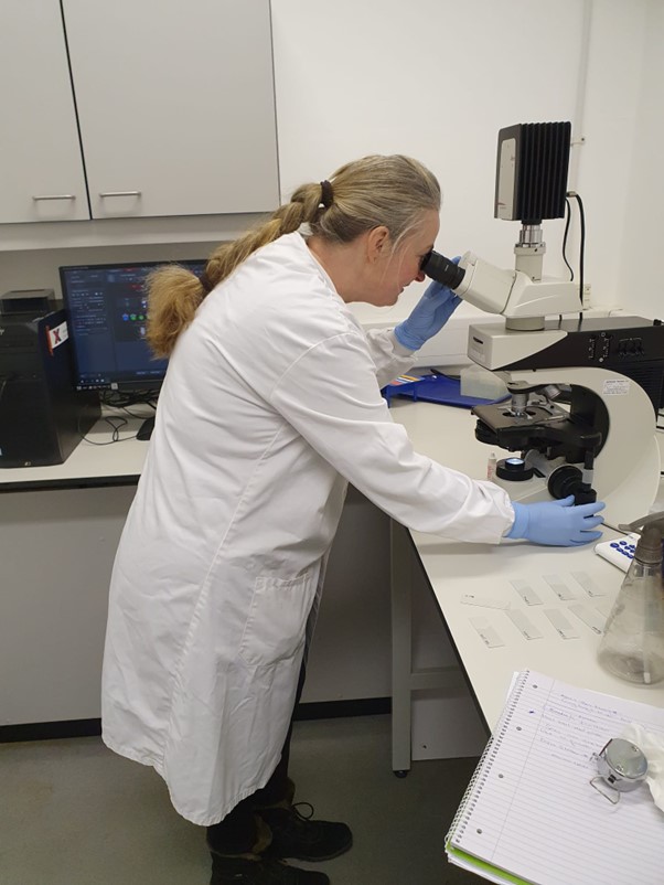 A scientist looking into a microscope