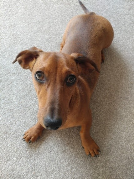 Miniature Dachshund