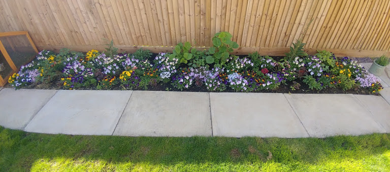 A flower bed with multicoloured flowers