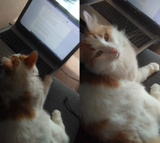 Two images of a cat, one with the cat sat in front of a laptop
