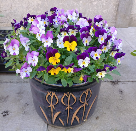 A flowerpot with purple, white and yellow flowers