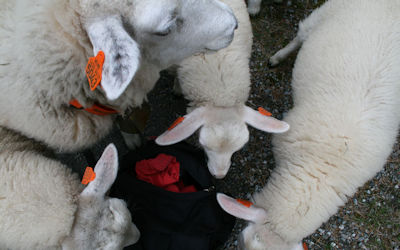 Sheep