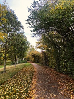 a wide, tree-lined footpath.