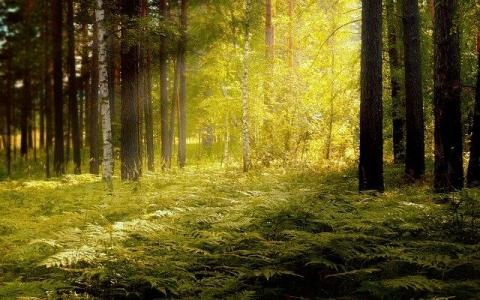Selcey forest