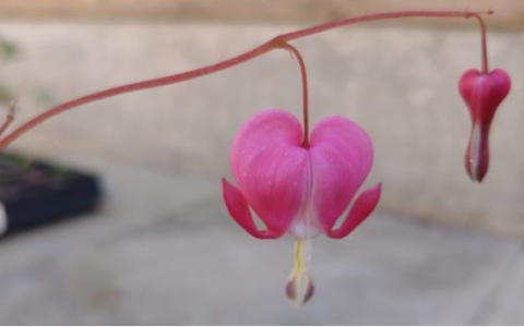 Flowers in the garden