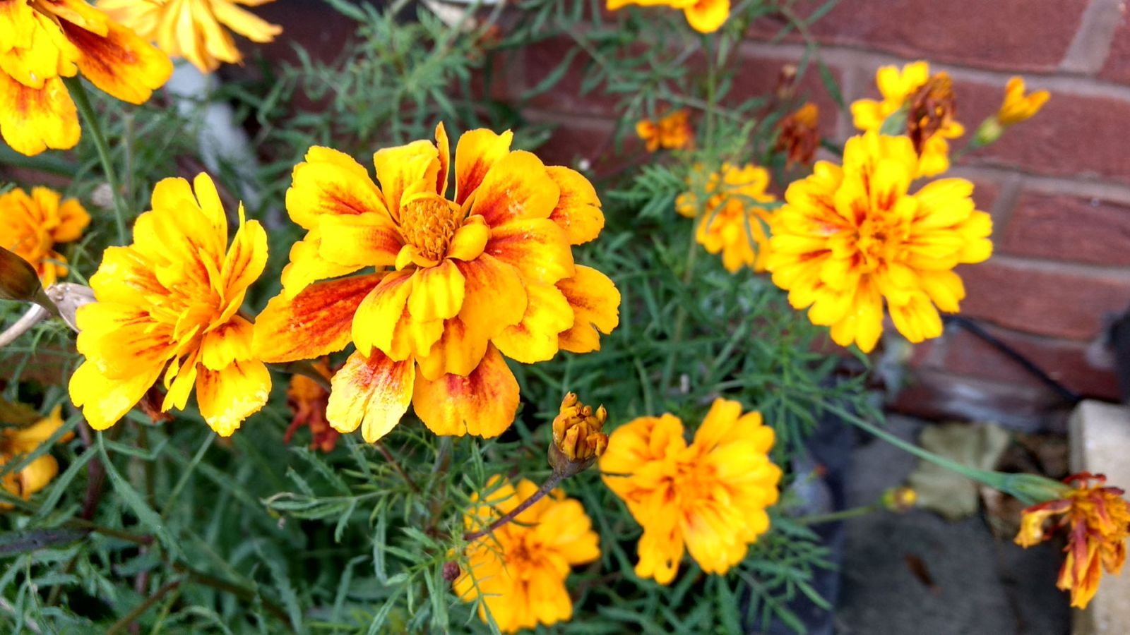 Yellow Flower
