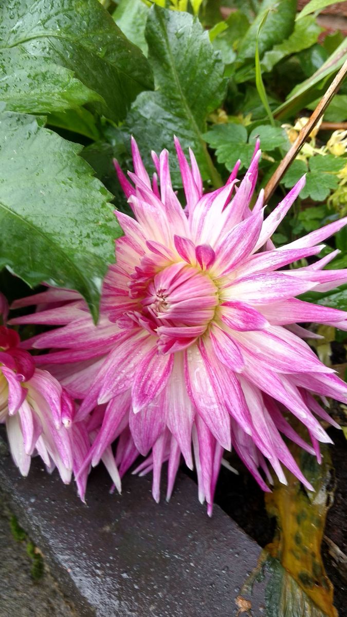 Pink Flower