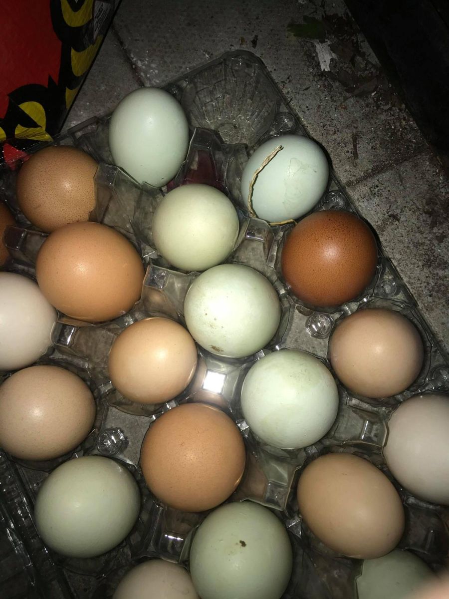 eggs