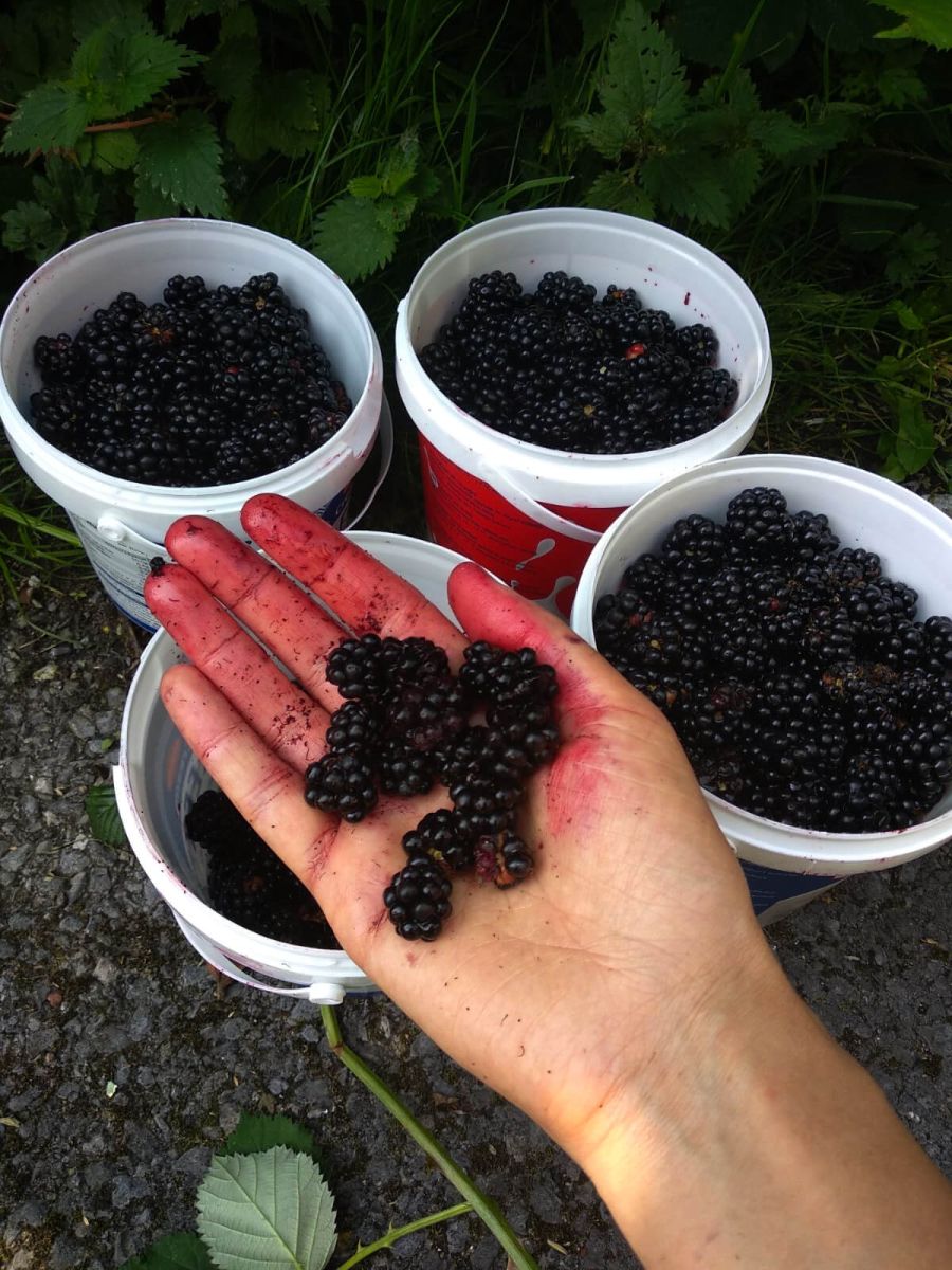 Blackberries