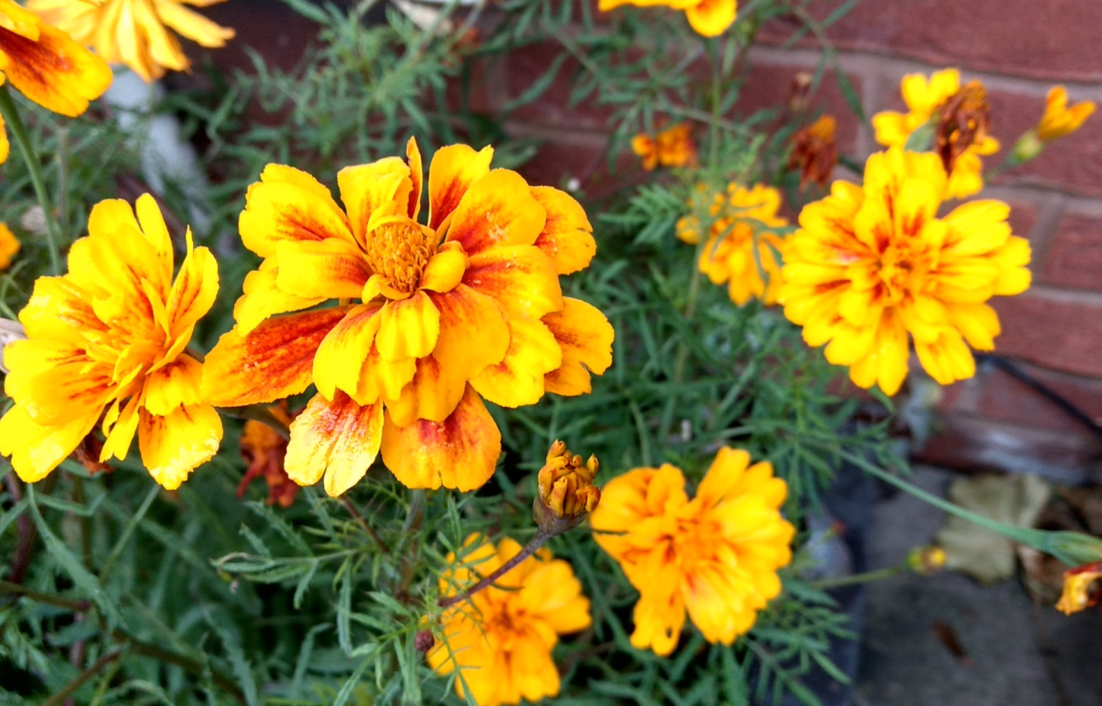 Flowers seen while delivering meals to isolated people 1