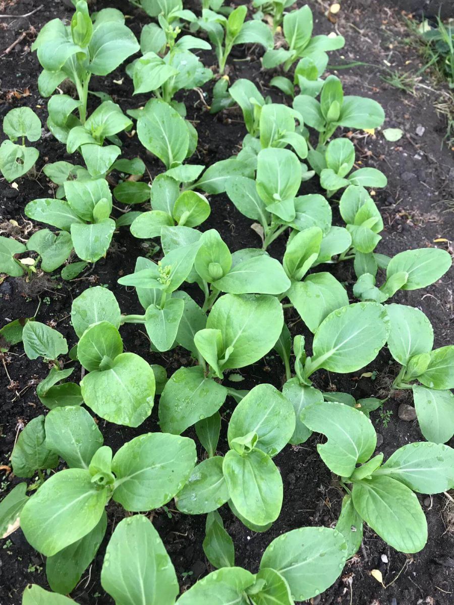 vegetables field
