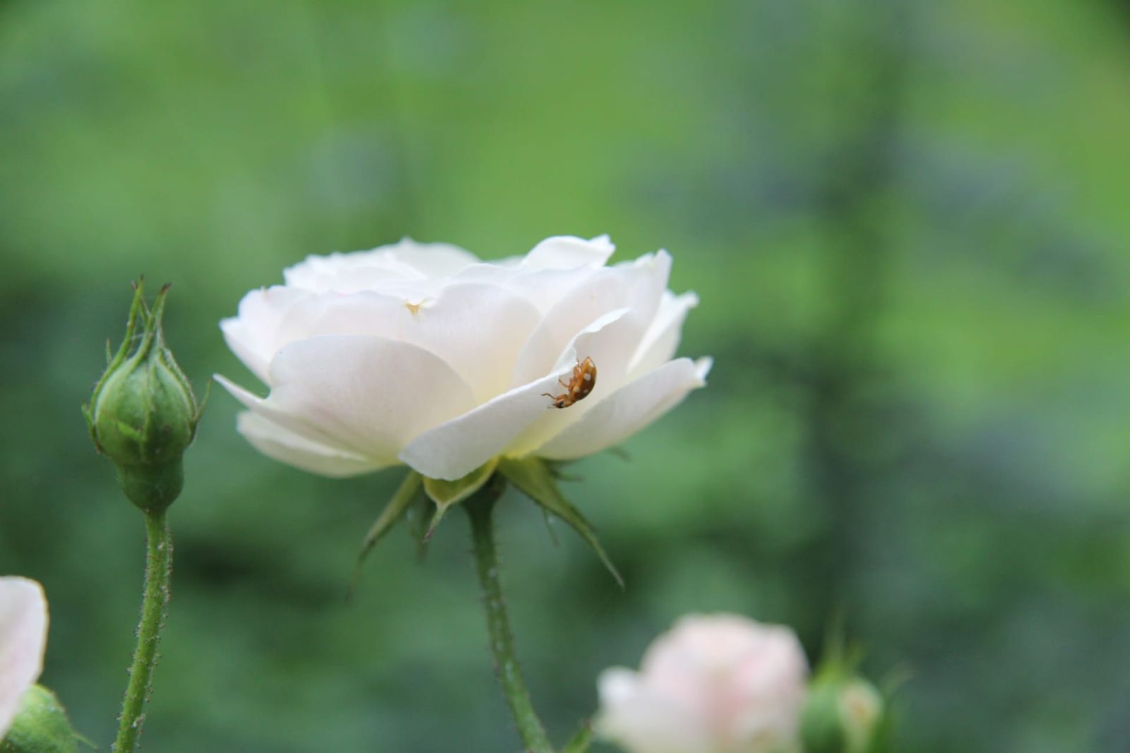 lotus in the pond