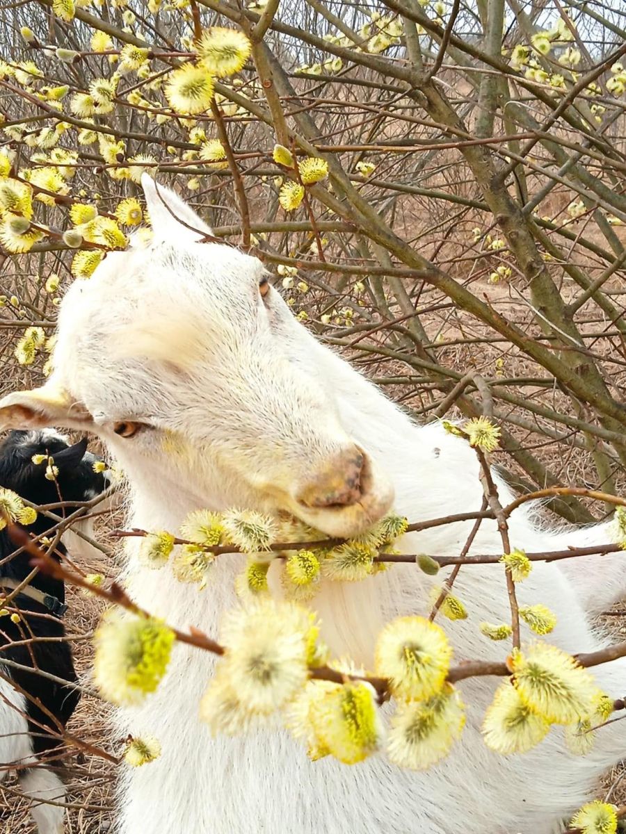 Olga’s goat. Image courtesy of Olga