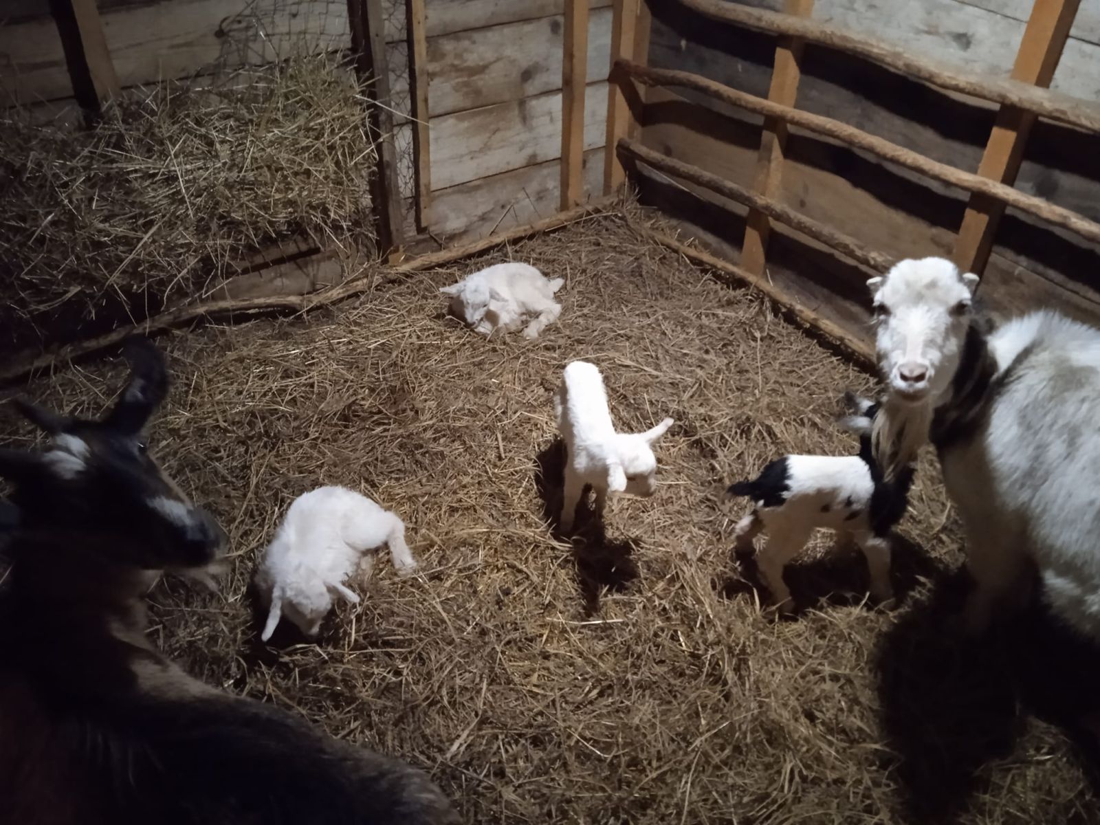 An image from Olga, of her goats and their kids