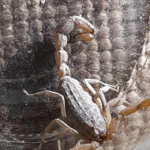 A scorpion