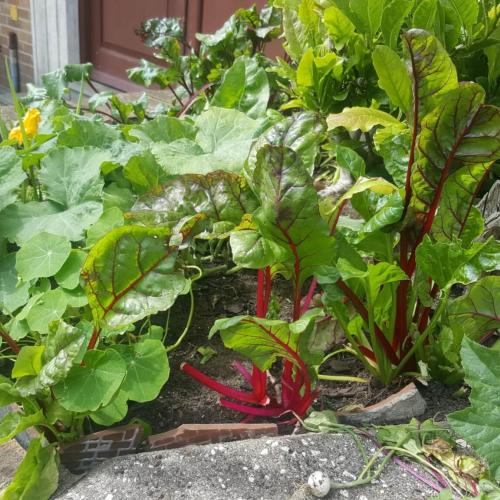 vegetable in the garden
