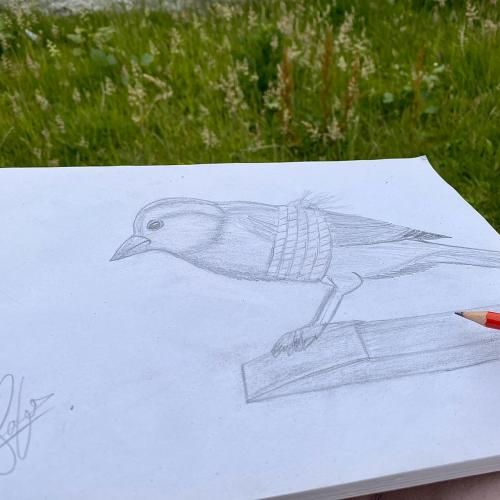 Tied bird