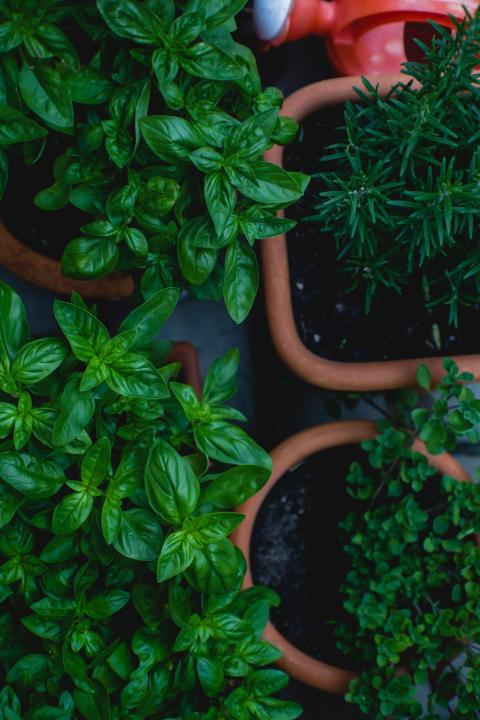 green plant pots