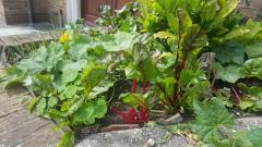 green plant pot in the garden