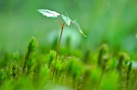 Image of plant growing outside