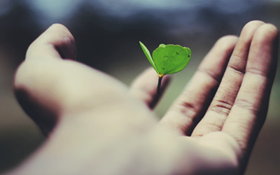 Hand holding budding plant