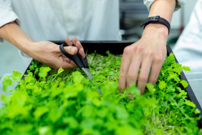 pruning plants