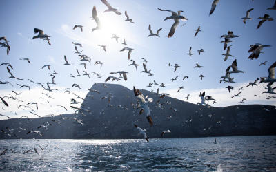 Gannets flying around an island in Scotland and diving into the sea