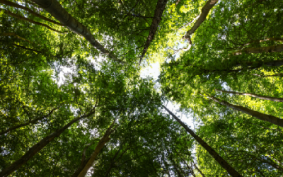 Tree canopy from below