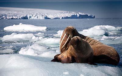 A still image from Blue Planet II 