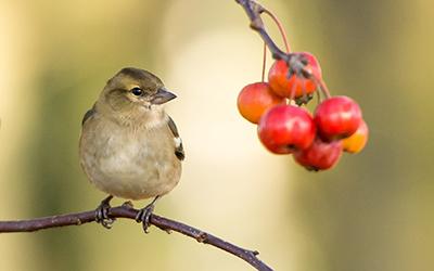 Brown sparrow perched on branch near red fruits