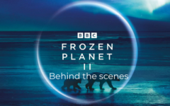 Photo of polar bears from the Frozen Planet 2 series