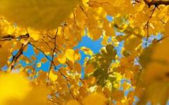 Leaves photo
