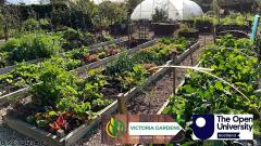 Victoria Gardens allotments in Dundee